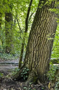 The Tree Trunk Stock Photos