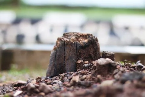 Tree trunk Stock Photos