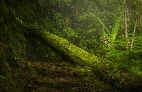 Tree trunk. Stock Photos