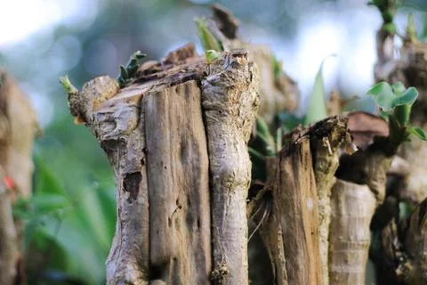 Tree trunk Stock Photos