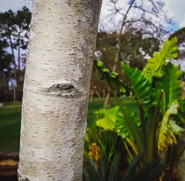 Tree trunk Stock Photos