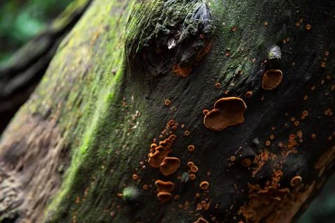 Tree trunk Foto stock