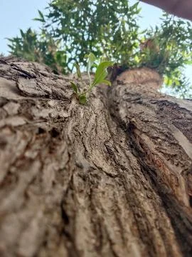 Tree trunk 库存照片