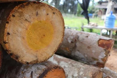 Tree trunk Foto stock