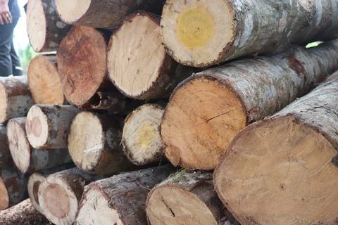 Tree trunk Foto stock