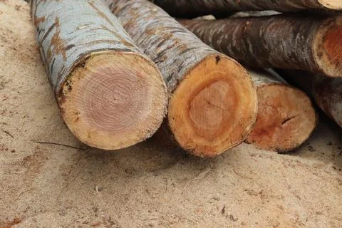 Tree trunk Foto stock