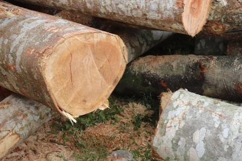 Tree trunk Foto stock