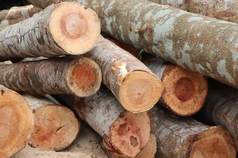 Tree trunk Foto stock