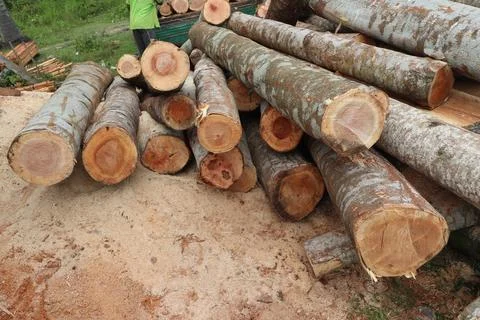 Tree trunk Foto stock