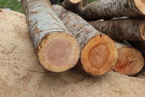 Tree trunk Foto stock