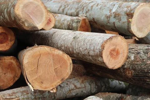 Tree trunk Foto stock