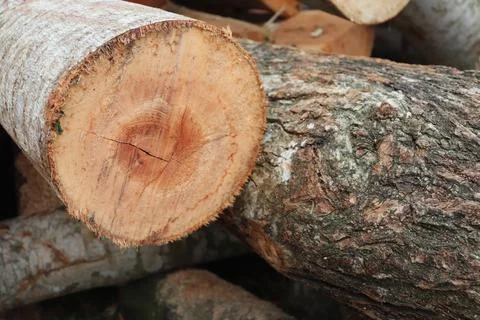 Tree trunk Foto stock