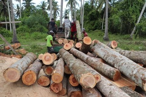 Tree trunk Foto stock