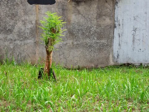  tree trunk Foto stock