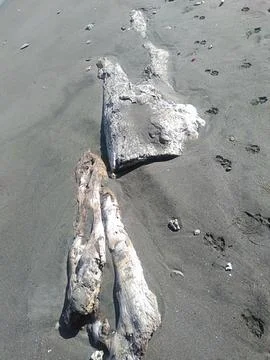 Tree trunk Stock Photos