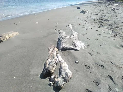 Tree trunk Stock Photos