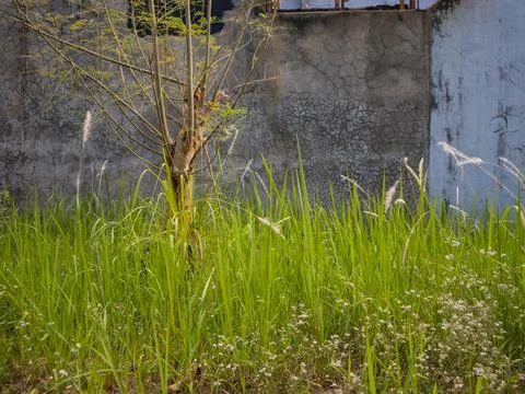 A tree trunk Stock Photos