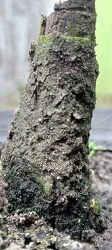 Tree trunk Stock Photos
