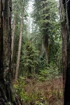 Tree trunk Stock Photos
