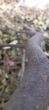 Tree trunk Stock Photos