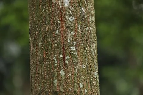 Tree trunk Foto stock