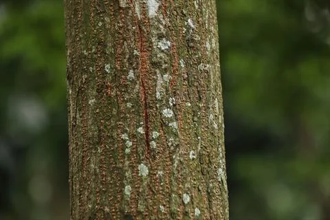 Tree trunk Stock-Fotos