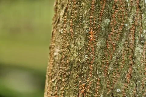 Tree trunk Foto stock