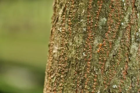 Tree trunk Stock-Fotos