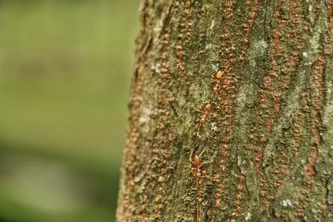 Tree trunk Stock Photos