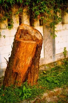 Tree trunk Stock Photos