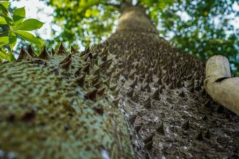 Tree trunk Stock Photos