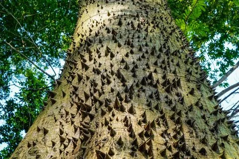 Tree trunk Stock Photos