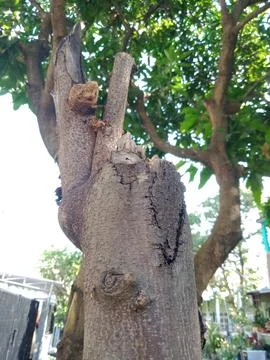 Tree trunk Stock Photos