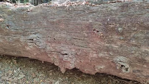 Tree trunk Foto stock