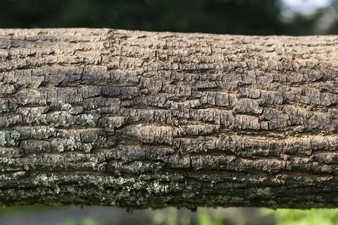 Tree trunk 写真素材