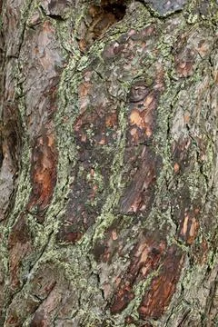 Tree trunk. Stock Photos