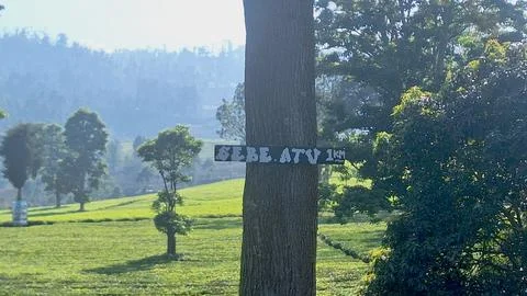 Tree trunk Stock Photos