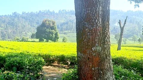 Tree trunk Stock Photos