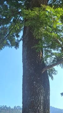 Tree trunk Stock Photos