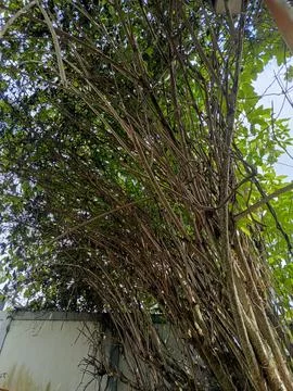 Tree trunk Stock Photos