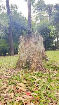 Tree trunk Stock Photos