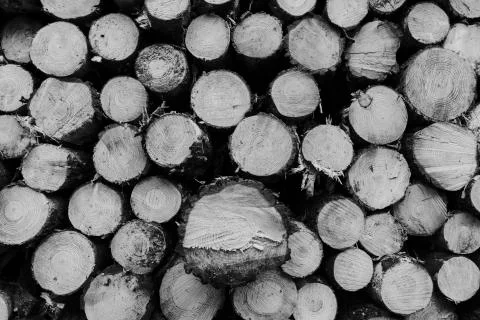 Tree trunk pile cut section Stock Photos
