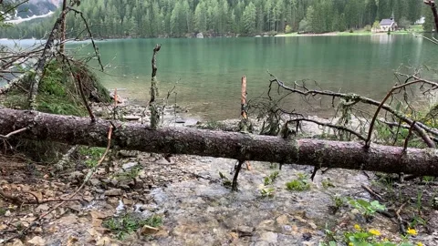 Tree Trunk Of Pine In Lake, Lago Di Braies, Dolomites, Italy 스톡 동영상 146028115