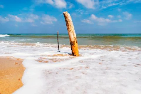 Tree trunk planted in the beach of Ostuni in the park of coastal dunes Stock Photos