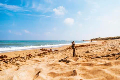 Tree trunk planted in the beach of Ostuni in the park of coastal dunes Stock Photos