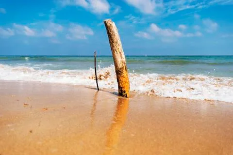 Tree trunk planted in the beach of Ostuni in the park of coastal dunes Stock Photos