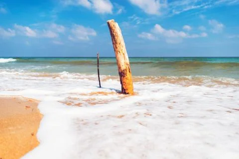 Tree trunk planted in a beach of Ostuni in the coastal dunes natural park Foto stock