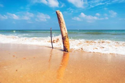 Tree trunk planted in a beach of Ostuni in the coastal dunes natural park Stock Photos