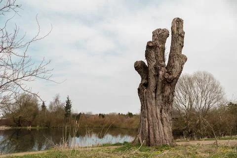 Tree trunk at the pond Stock Photos