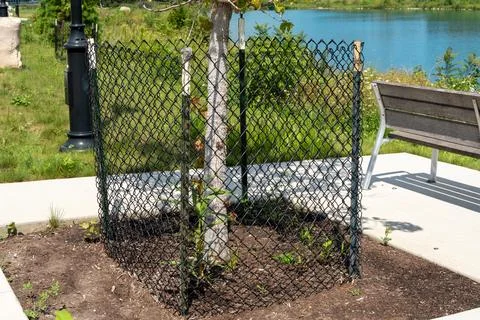 Tree trunk protected by a metal mesh guard in a city park Stock Photos
